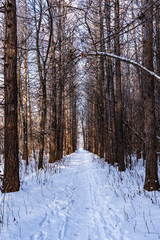 Trail in the winter forest with very tall trees