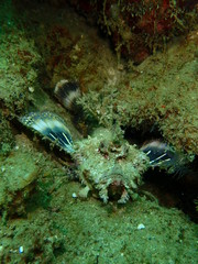 The beauty of underwater world in Sabah, Borneo.