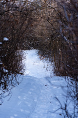 Narrow path to winter forest - beautiful woodland landscape