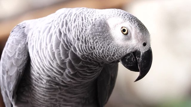 4K afrigan grey parrot bird pet animals wildlife nature 