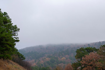 landscape with trees and cloud