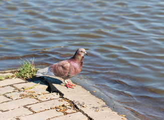 brown dove near the water