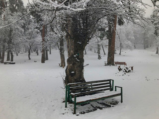 Bench in the snow under a tree. Snowfall. Trees in the snow. Mountain ski resort Bakuriani