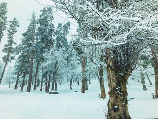 Bench in the snow under a tree. Snowfall. Trees in the snow. Mountain ski resort Bakuriani