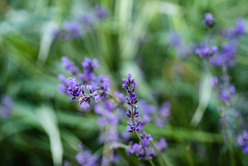 lavender flower closeup