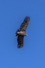 Condor in the Peruvian sky