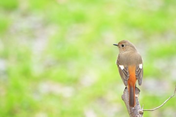 daurian redstart on branch