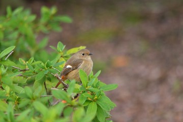 daurian redstart on branch