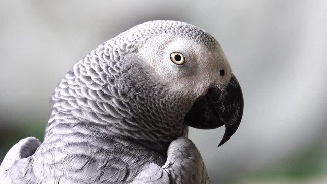 4K afrigan grey parrot bird pet animals wildlife nature 