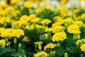 Fototapeta premium Marigold flower at Suan Luang Rama IX Park ,Thailand