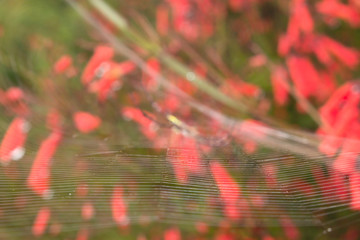 The close-up spider and web, spider close-up
