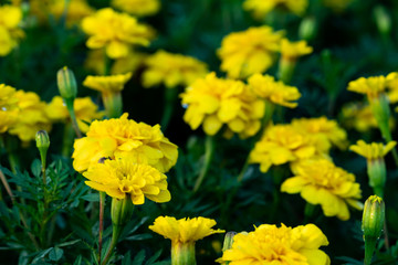Marigold flower at Suan Luang Rama IX Park ,Thailand