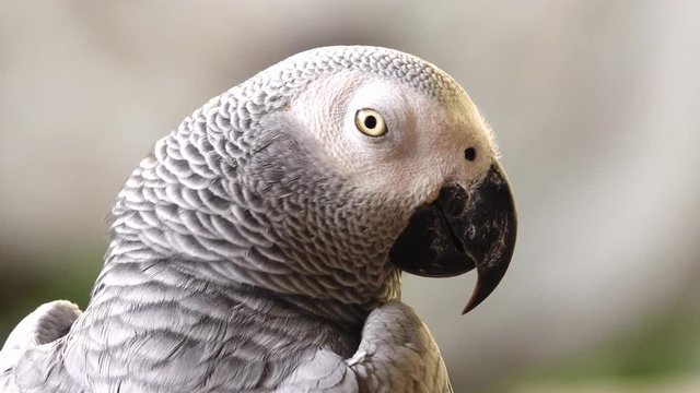 4K afrigan grey parrot bird pet animals wildlife nature 