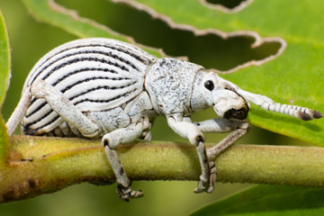 Black and white beetle on tree
