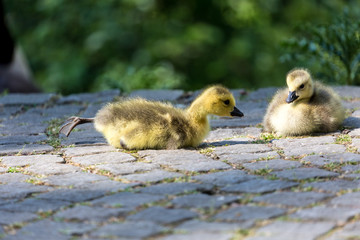 Fototapeta premium Young canadian goose