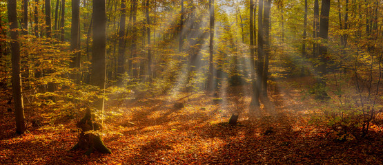  Beautiful Scene Misty Old Forest with Sun Rays, Shadows and Fog. Panorama