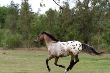 Horse Apaloosa Gallop