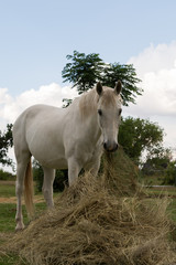 White Horse Eating