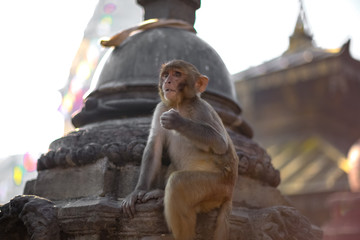 Fototapeta na wymiar Baby monkey at Swayambhunath Stupa