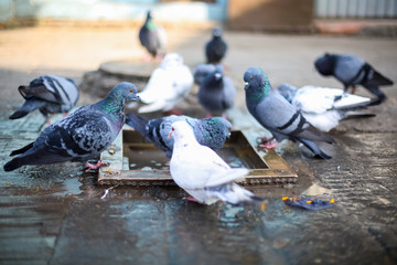 Obraz premium Group of pigeons bathing