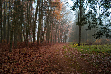 Forest in autumn morning mist. Blue fog.