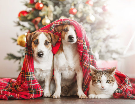 Cat And Dog Near Christmas Tree