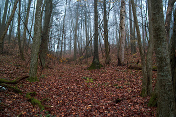 Forest in autumn morning mist. Blue fog.