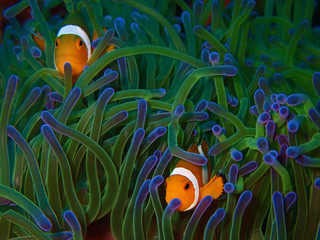 The beauty of underwater world in Sabah, Borneo.