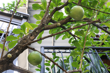 Wild calabash at garden