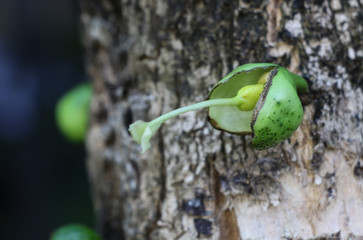 Wild calabash at garden