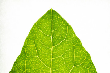 Green leaves background. Leaf texture