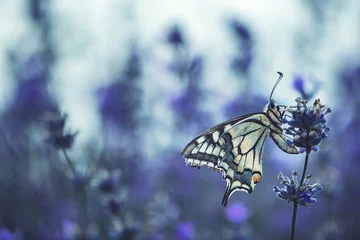 Crédence de cuisine en verre imprimé Papillon Lavender flowers with butterfly