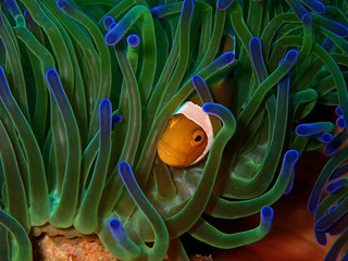 The beauty of underwater world in Sabah, Borneo.