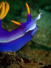 The beauty of underwater world in Sabah, Borneo.