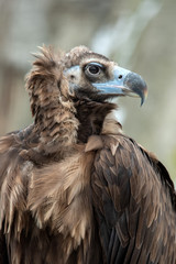 Griffon Vulture portrait
