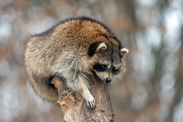 Raccoon on a tree