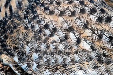 Closeup texture of brown owl feathers