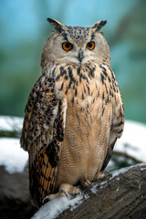 Close up owl portrait