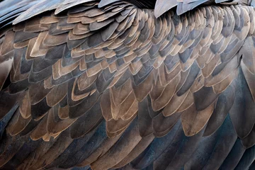 Fotobehang Close-up van bruine veren van een gier © byrdyak