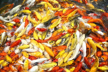 Many carp Colorful swimming pond filled with red, orange, yellow and white.