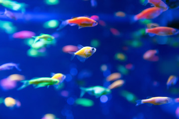 Naklejka na ściany i meble Underwater world fish Aquarium
