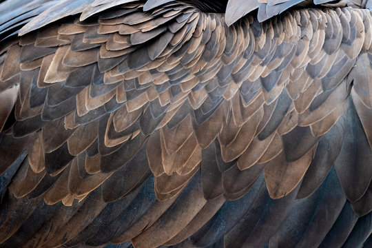 Closeup of brown feathers of a vulture