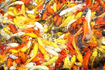 Many carp Colorful swimming pond filled with red, orange, yellow and white.