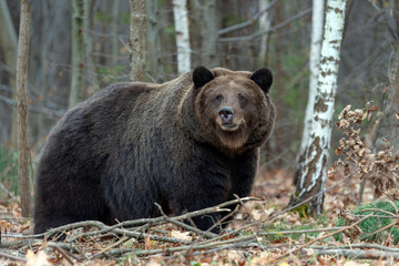 Bear in autumn forest