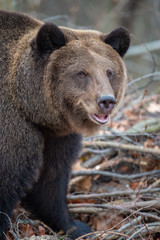 Fototapeta na wymiar Portrait bear in autumn forest