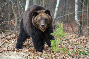 Fototapeta na wymiar Bear in autumn forest