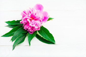 Single pink peony with green leaves