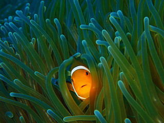 Closeup and macro shot of Western Clownfish or Anemonefish during the leisure dive in Tunku Abdul...
