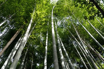 Obraz na płótnie Canvas bamboo close up