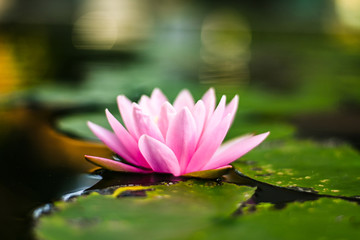 beautiful lotus flower on the water after rain in garden.
